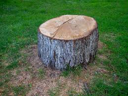 Best Tree Risk Assessment  in Rumson, NJ