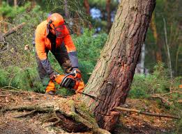 Best Seasonal Cleanup (Spring/Fall)  in Rumson, NJ