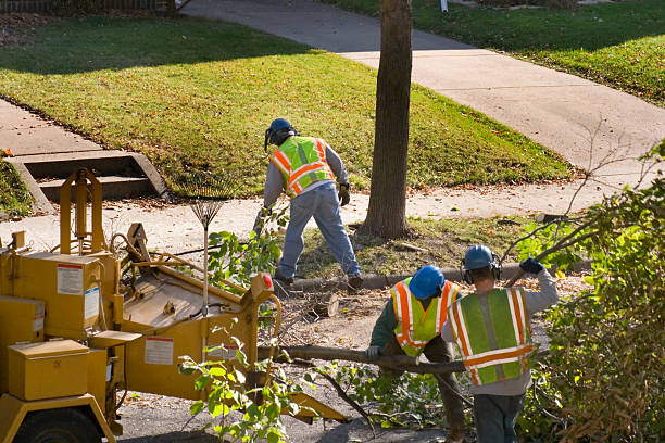 How Our Tree Care Process Works  in  Rumson, NJ
